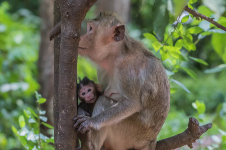 Monkey or ape is the common name of the chordate phylum. Floor mammal Rated apes (Primates) manner...