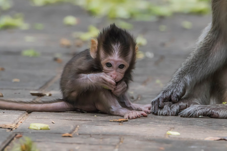 Monkey or ape is the common name of the chordate phylum. Floor mammal Rated apes (Primates) manner similar to humans.の写真素材