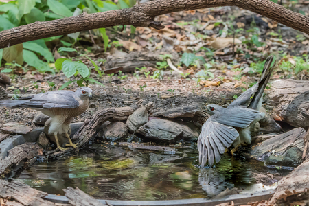 Hawk is similar to an eagle, a bird of prey as well. But the Hawks are smaller than a hooked beak and sharp claws flying strong in spreading fast and wide long wings can fly or heat.の写真素材