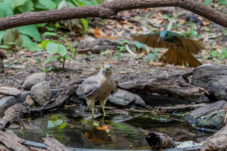 List of birds is a collection of birds in each family. Genus and species worldwide It is easy to find a study on the life cycle of birds.の写真素材