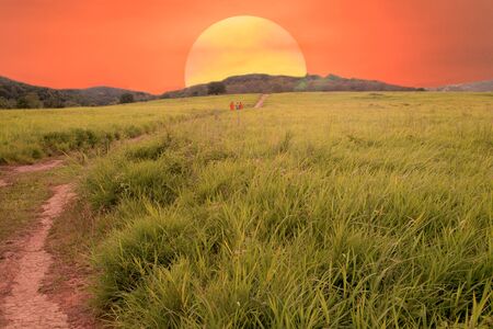 Meadow is an area where vegetation is mostly grass (Poaceae), but also found the plant Wong Reed meadows naturally occurring on all continents.の写真素材