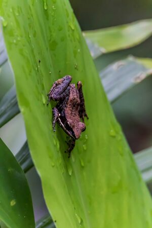 Frogs are amphibians jump as far as a four-legged animal that eats a diet of insects and other small...