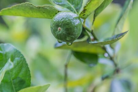Lemon fruit species The result is a sour taste Organized in citrus (Citrus) green when ripe, will be yellow flesh inside is divided into thin petals of many wetlands.の写真素材