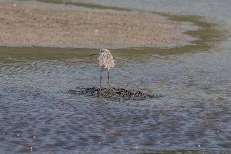 List of birds is a collection of birds in each family. Genus and species worldwide It is easy to find a study on the life cycle of birds.の写真素材