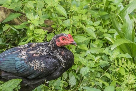 Chicken is classified birds. There are many scientific name Gallus gallus Wong fly short distances. Living under the ground Egg before hatching.の写真素材