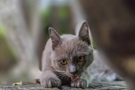 Felis catus) is a mammal of the family Felidae family tree comes from the Siberian tiger (Felis tigris altaica).の写真素材