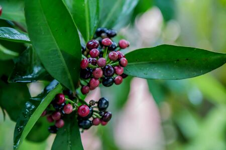 Forest fruit is a fruit that occurs naturally in the wild. Both edible and inedible. A variety of wildlife. Increase the fertility of the forests.の写真素材
