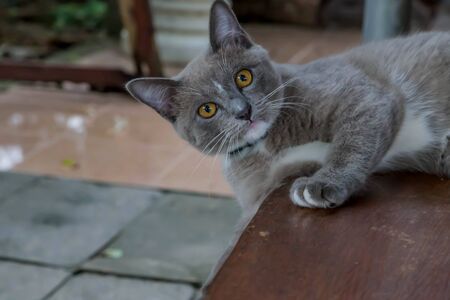 Cat or cats (Scientific name: Felis catus) is a mammal of the family Felidae family tree comes from the Siberian tiger (Felis tigris altaica).の写真素材