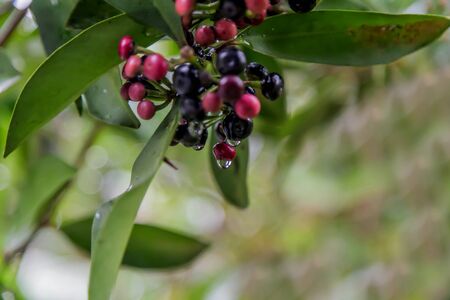 Forest fruit is a fruit that occurs naturally in the wild. Both edible and inedible. A variety of wildlife. Increase the fertility of the forests.の写真素材