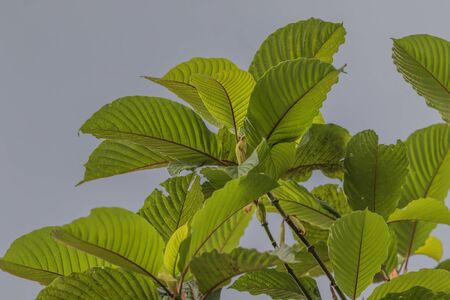 The leaves make food by photosynthesis process. Leaf size and shape and is divided into two different types according to the different characteristics.の写真素材
