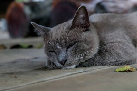 Cat or cats (Scientific name: Felis catus) is a mammal of the family Felidae family tree comes from the Siberian tiger (Felis tigris altaica).の写真素材