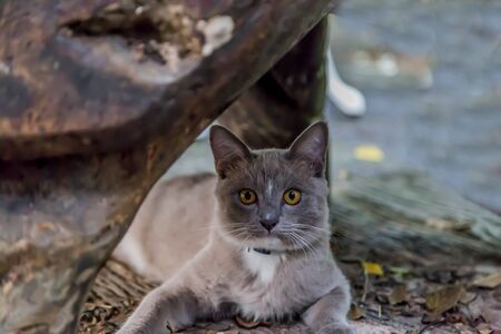 Felis catus is a mammal of the family Felidae family tree comes from the Siberian tiger (Felis tigris altaica).の写真素材
