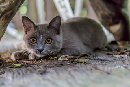 Cat or cats (Scientific name: Felis catus) is a mammal of the family Felidae family tree comes from the Siberian tiger (Felis tigris altaica).の写真素材