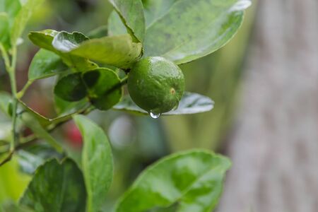 Lemon fruit species The result is a sour taste Organized in citrus (Citrus) green when ripe, will be yellow flesh inside is divided into thin petals of many wetlands.の写真素材