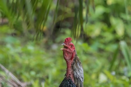 Chicken is classified birds. There are many scientific name Gallus gallus Wong fly short distances. Living under the ground Egg before hatching.の写真素材