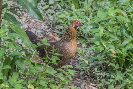 Chicken is classified birds. There are many scientific name Gallus gallus Wong fly short distances. Living under the ground Egg before hatching.の写真素材