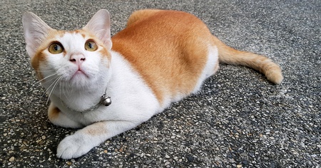 Orange and white cat lays down on the street