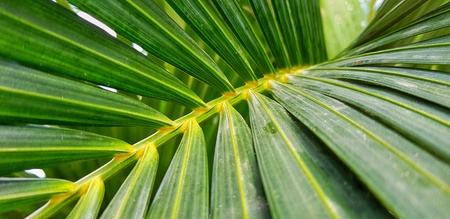 Green Areca Catechu leaves and branchの写真素材