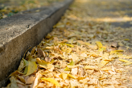 A lot of leaves with various yellow tone colour have fallen down on to the road in autumn.の写真素材