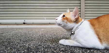 Wondering orange and white Cat lays down on the street and gazing something.の写真素材