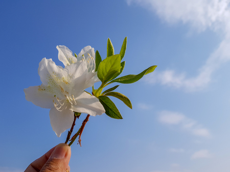 Man picks the white Rhododendron simsii flower and its leaves and raise into the air with clear blue sky in the backgroundの写真素材