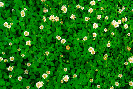 Top view of white clover flower field. Good for background.の写真素材