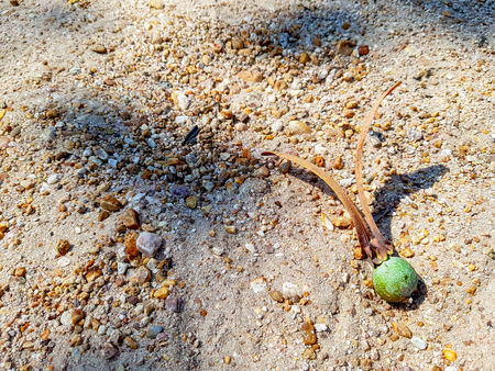 Unripe seed of Hairy Keruing fall down on the ground in the forrest.
