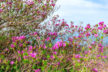 Pink royal azalea flowers or cheoljjuk in Korea language bloom around the hillside in Hwangmaesan Country Park, South Koreaの写真素材