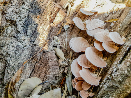 Wild thin plate shaped mushrooms grow on dead tree in the forest