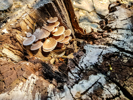 Wild thin plate shaped mushrooms grow on dead tree in the forestの写真素材