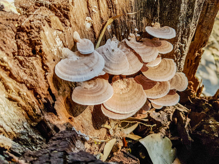 Wild thin plate shaped mushrooms grow on dead tree in the forestの写真素材