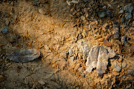 Brown soil with fallen dry leaves and pebbles with warm light place in the middleの写真素材