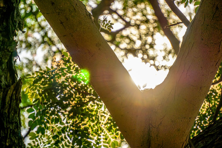V-shaped branch of tree with sun light beams through green foliages, Silhouette style