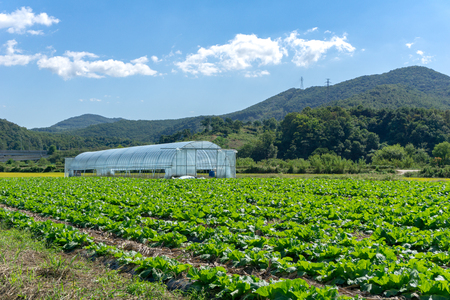 Green vegetable garden with green house and moutain in the background.の写真素材