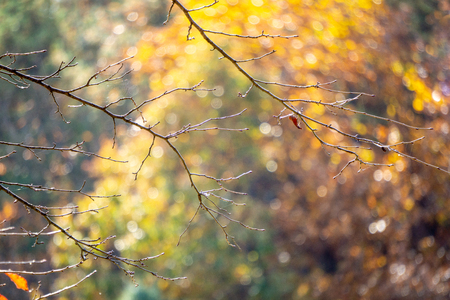 Dried twigs without leaves of perennial tree at the forest in autumn season.の写真素材
