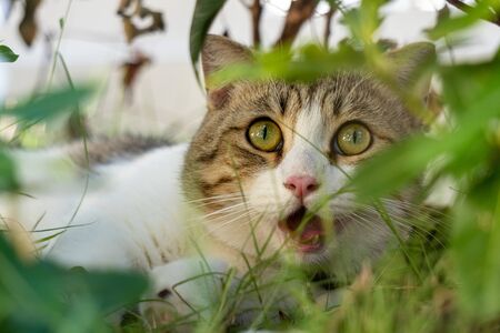 Close up of munchkin cat's face hiding in the green garden.It looks frightened.