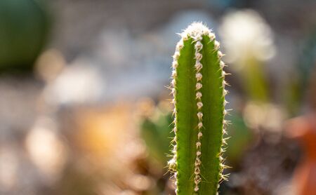 Acanthocereus tetragonus or Fairytale castle is a tall, columnar cactus native to South America.