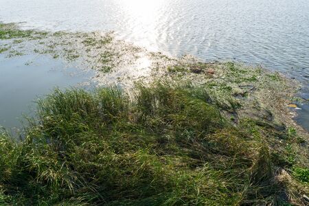 Marginal plants or growth emerged water plant growing on the river bank with some floating garbages...