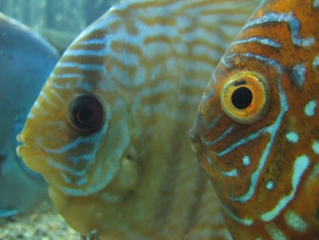 Two orange fish with big eyes in aquarium