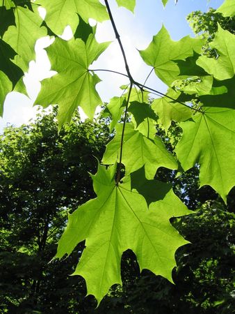 green maple