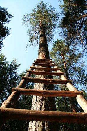 Strairway and pineの写真素材