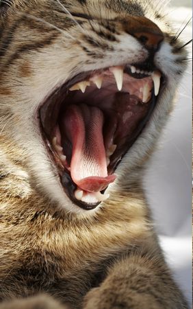 Cat open chapの写真素材