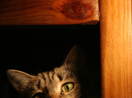 Furtive catの写真素材