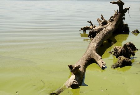 River and clumpの写真素材