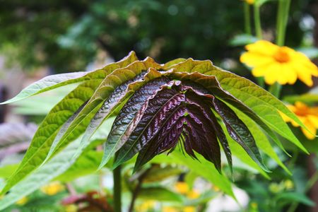 Green leaves for garden