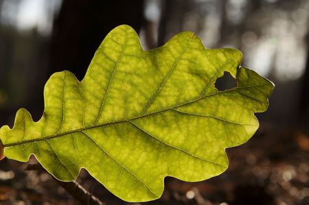 Green leaves for oak-treeの写真素材