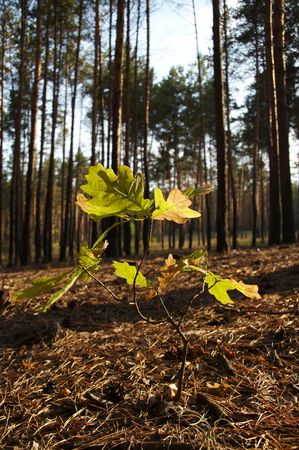 Small oak-treeの写真素材