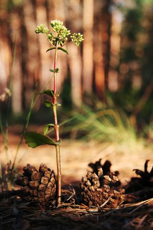 Flower and knur in the forestの写真素材