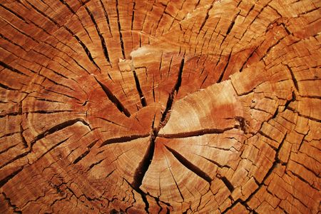 Brown wood texture