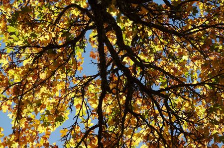 Yellow autumn forest